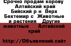 Срочно продам корову. - Алтайский край, Бийский р-н, Верх-Бехтемир с. Животные и растения » Другие животные   . Алтайский край